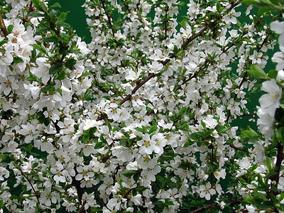 鲜花苹果树花瓣花园季节白色公园植物群季节性图片