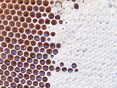 蜂窝六边形宏观蜜蜂网格蜂蜜蜂蜡背景图片