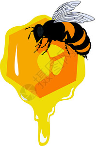 矢量蜜蜂和蜂蜜蜂窝昆虫蜂蜜翅膀太阳橙子花蜜蜂蜡蜂窝细胞绘画图片