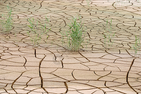 干旱土地生长风光土壤裂缝植物自然灾害芦苇绿色材料高清图片