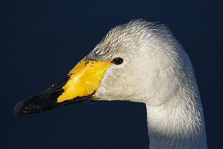 呜呼天鹅(Wooper swan)图片