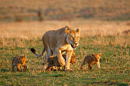 狮子座和四个幼崽大草原动物群野生动物动物性母狮环境狮子乳母动物利昂图片