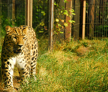 猎豹眼睛动物荒野黑色绿色草本植物太阳橙子动物园背景图片