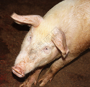 好奇猪庇护所咕噜声猪肉小猪哺乳动物野生动物稻草火腿公猪好奇心图片