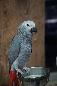 非洲灰色鹦鹉家庭栖息热带宠物动物情人店铺情调翅膀木头图片