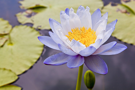 百花岭在池塘上开花的莲花或百花花瓣漂浮软垫植物群绿色植物百合粉色美丽植物学背景