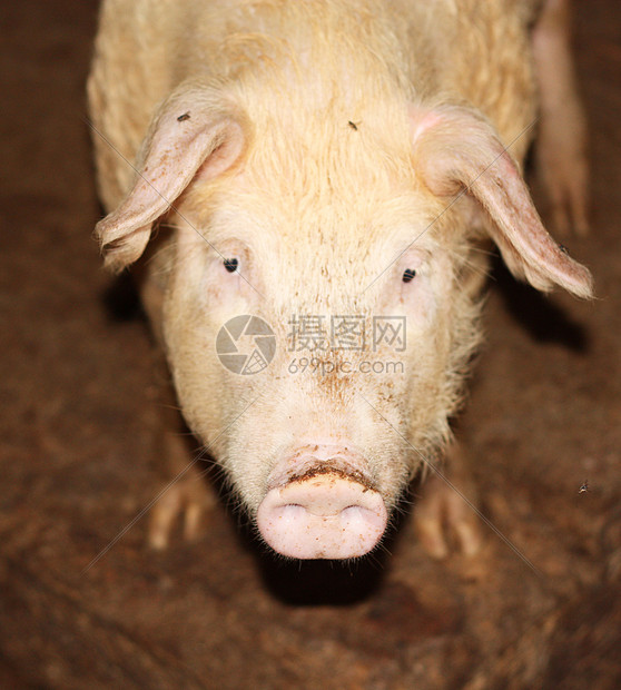 好奇猪草地哺乳动物恶臭农业稻草猪肉熏肉好奇心吮吸公猪图片