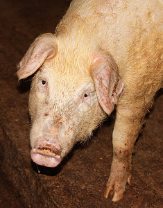 好奇猪耳朵熏肉哺乳动物公猪农业小猪吮吸牧场庇护所猪肉图片