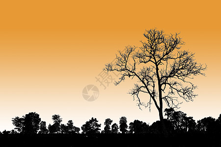 在自然环境中单独站立的树木死亡悲伤悲哀植物乡村场地木头戏剧性天空干旱灾难图片