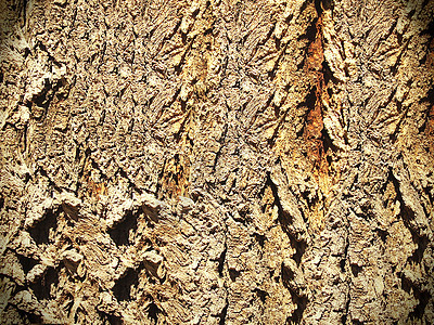 木头环境墙纸花园植物栅栏地面公园生态皮层地毯图片