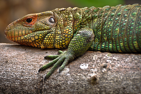 依瓜纳蜥蜴薄片热带森林指甲绿色鬣蜥恐龙图片
