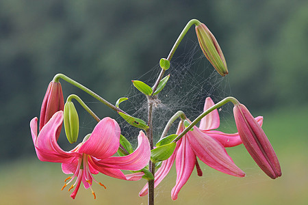 粉红李土地环境场景城市季节百合花朵叶子阳光橙子高清图片