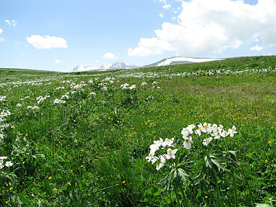 花朵山脉旅行旅游高山草甸距离山丘植被路线斜坡图片