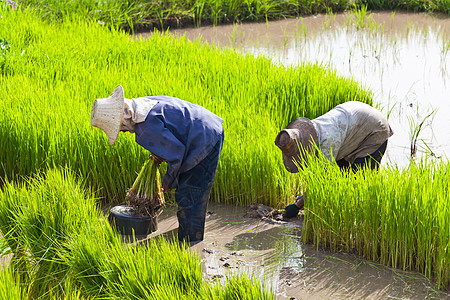 泰国水稻田农民组织工作假期男人蓝色电缆场地饮食粮食植物气候背景
