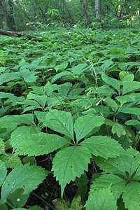 洛克切州公园植物群公园岩石草原场景生态型森林旅行杂草荒野图片