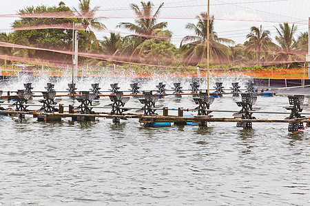 防鸟网覆盖的虾养农场 Cha Chhen动物生长悬崖配种栽培龙虾池塘甲壳车轮生产图片