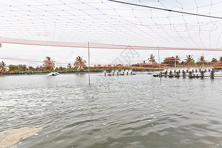 防鸟网覆盖的虾养农场 Cha Chhen空气海鲜生长甲壳龙虾动物农业池塘栽培渔业图片