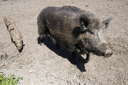 野野猪家庭母亲荒野毛皮男性国家猪肉小猪野生动物公猪公园图片
