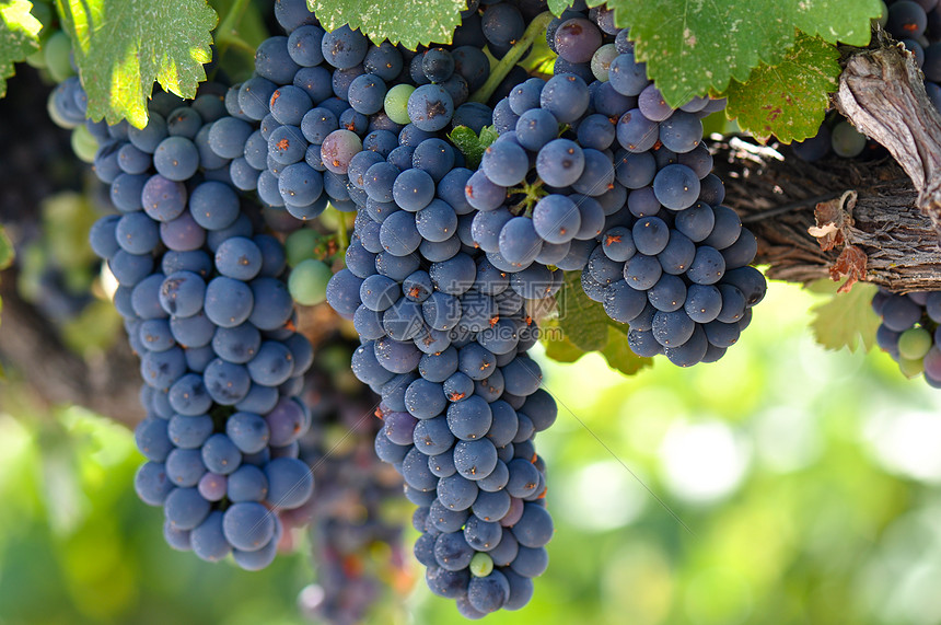 纳帕河谷葡萄树上的红葡萄酒精奢华农业食物收成葡萄园树木水果生长国家图片