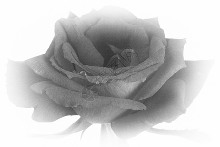 古老的淡色黑白玫瑰树龄背景图片