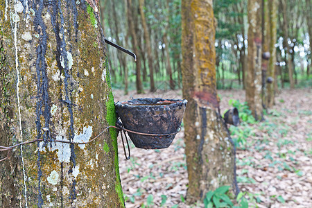 农业 鲁贝尔树流进木碗丛林处理橡皮种植园森林资源材料木头螺旋土地图片