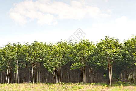 农业 橡胶树和植物生长松紧带木头橡皮处理生产种植园林地热带土地木材图片