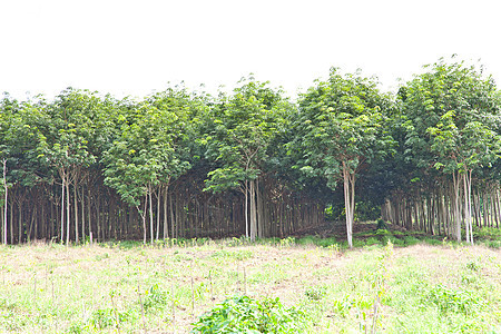 农业 橡胶树和植物生长土地林业松紧带处理木头林地生产森林材料热带图片