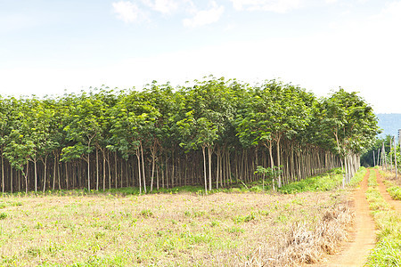 农业 橡胶树和植物生长液体橡皮生产螺旋土地林地森林乳胶木头处理图片