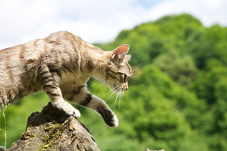 猎猫孤独石头晶须动物群野生动物哺乳动物农村宠物栅栏乐趣图片