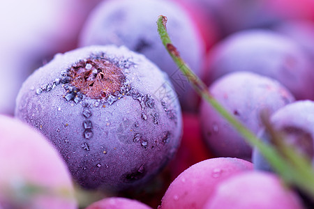 蓝莓地冻浆果水果植物农业收成食物小吃糖果营养蓝色框架背景
