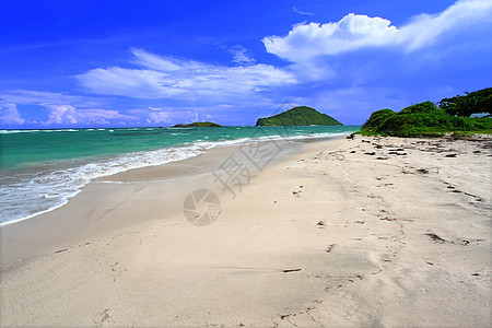 海滩  圣卢西亚热带叶子红树绿色海滨假期树叶海岸线天堂植被背景