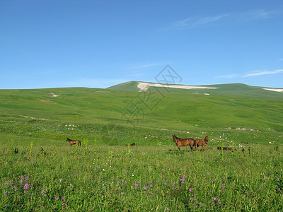 山山脉岩石风景一匹马全景轨道斜坡高原花朵天空植物图片