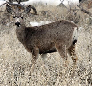 照片来自加利福尼亚州下Klamath国家野生动物保护区 CC场地国家骡鹿游戏野生动物动物避难所图片