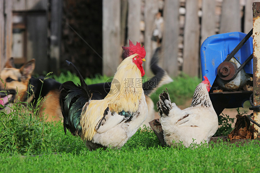 农村风景与农畜白色水平公鸡团体农家院家禽动物红色鸡冠乡村图片