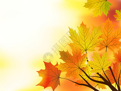 多色秋叶红树叶背景图片