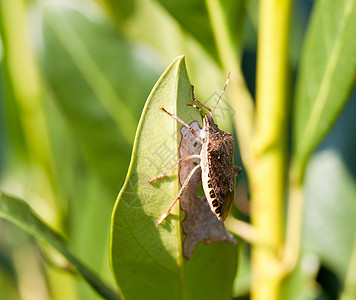 臭虫吃叶子棕色生活花纹触角野生动物动物群活力漏洞天线昆虫图片