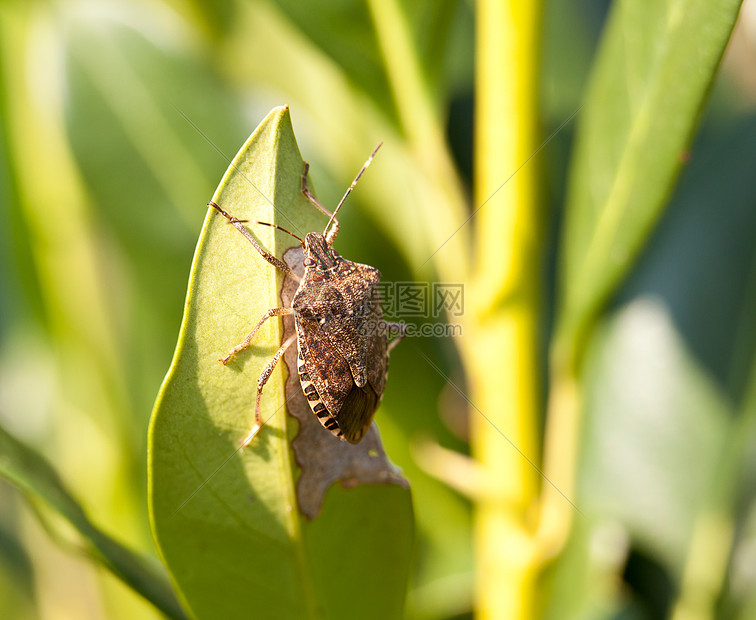 臭虫吃叶子宏观花纹野生动物昆虫活力棕色天线漏洞生活身体图片