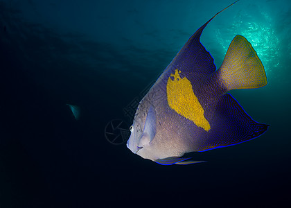 蓝底热带热带鱼类动物海洋剪纸自然海鱼彩色背景照片生活蓝色图片