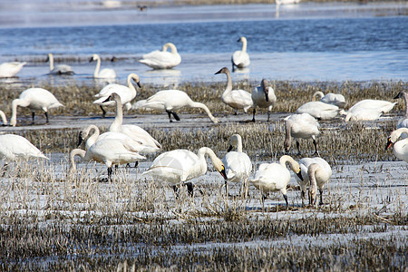 图德拉天鹅避难所野生动物鸭子国家动物苔原溪流池塘团体图片