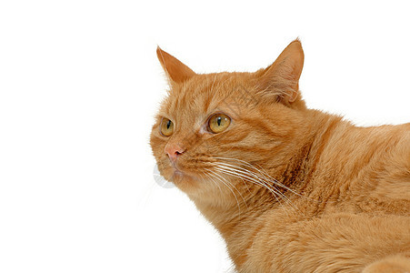 休息猫毛皮白色条纹姿势头发小猫宠物红色动物晶须图片