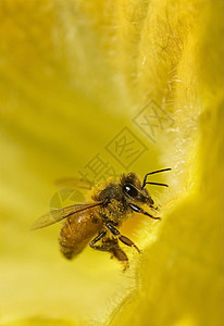 黄花上的工人蜜蜂背景图片