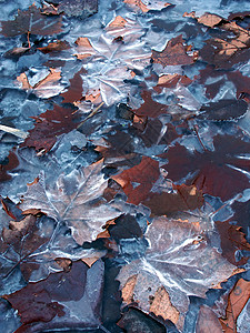 冻结Leaf模式图片