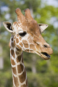 Giraffe 肖像画黄色动物园动物草食性纹理长颈哺乳动物脖子野生动物棕色图片
