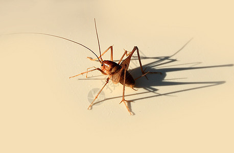 动物 昆虫 板球分支直翅目阴影专题蟋蟀文章投影背景图片
