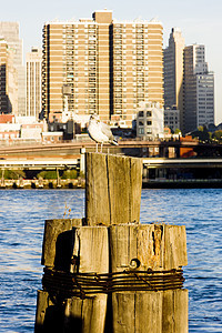 美国纽约州纽约市曼哈顿海鸥图片