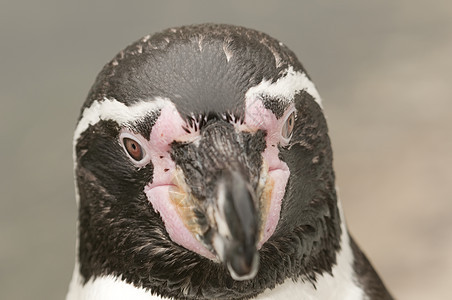 南极地区马哲伦企鹅荒野旅游海鸟鸟类学海滩黑色海洋野生动物动物学动物群图片