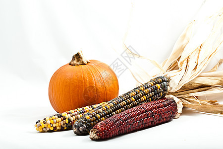 南瓜和玉米收成白色南瓜食物节日背景图片