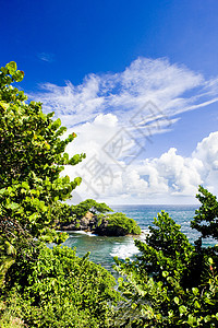 特立尼达 加列拉点风景孤独外观海岸线植物学热带岛屿植物海洋植物群图片