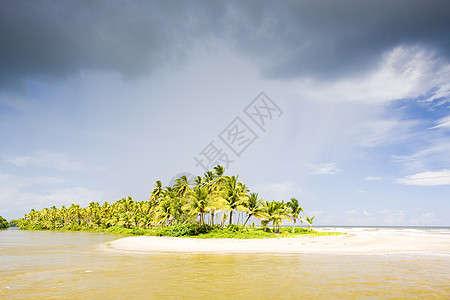 特立尼达可可湾世界植物群海洋海岸线手掌热带植物植被棕榈树木图片