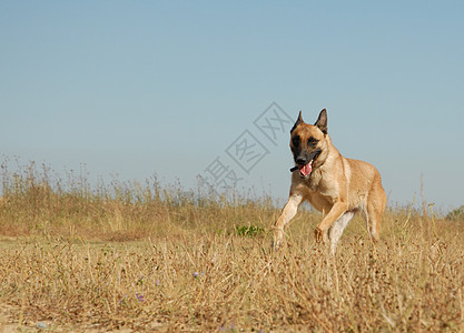 正在运行的麦里诺尿牧羊犬朋友警卫牙齿宠物伴侣动物舌头棕色图片